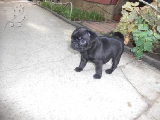 MOPS